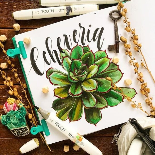 Скетчинг Суккуленты маркерами