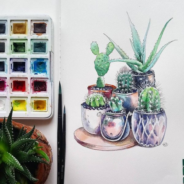 Суккуленты скетч акварелью