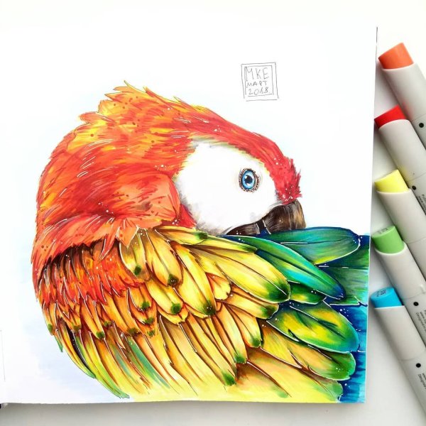 Рисунки маркерами попугай