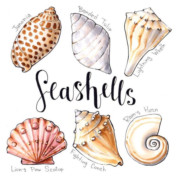 Ракушка скетч
