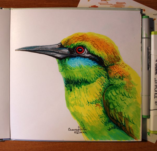 Птица маркерами