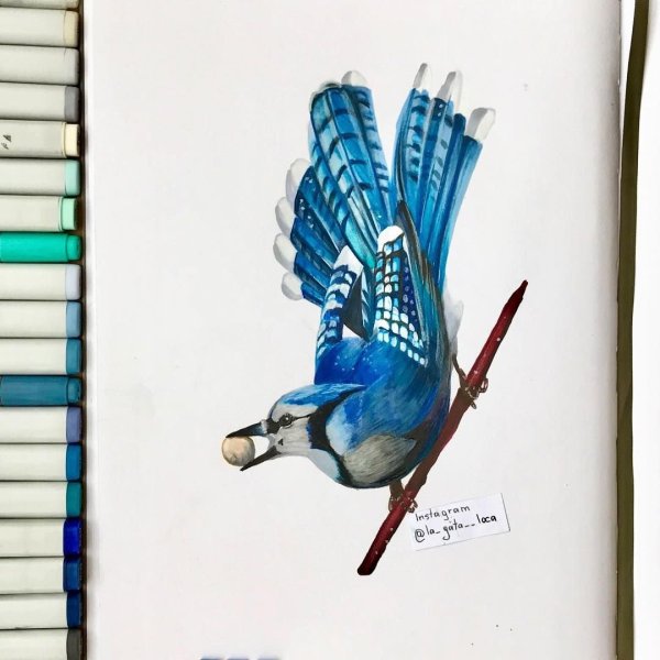 Рисунки скетч маркерами Фламинго