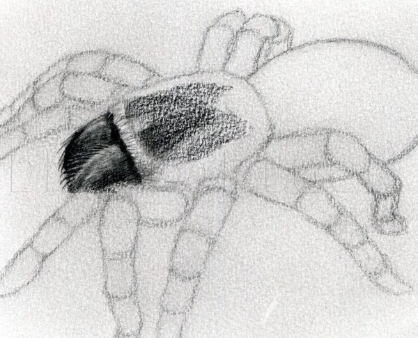 Рисование тарантула легкого