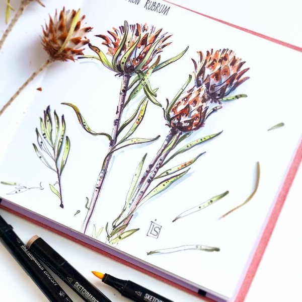 Ирина Шельменко Ботаническая иллюстрация