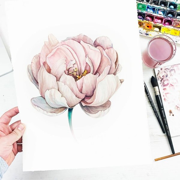 Пионы скетчинг акварель