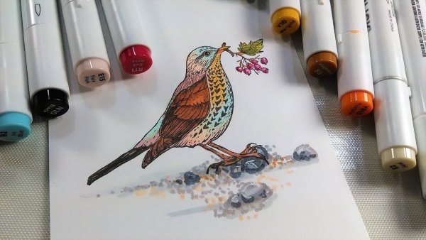 Птицы фломастерами