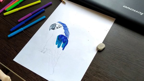 Альпаки и кактусы