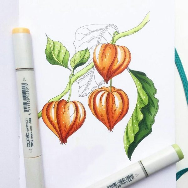 Рисунки маркерами для начинающих