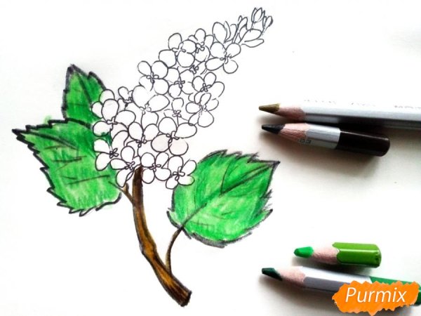 Сирень рисование пошагово