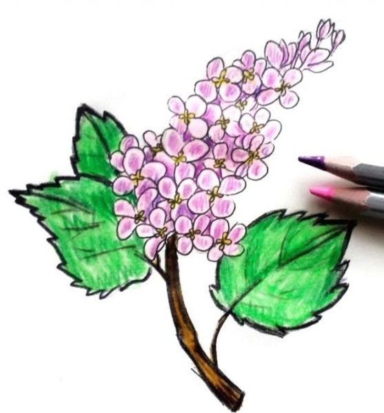 Сирень рисунок несложный