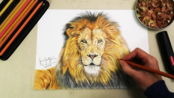 Лев цветными карандашами