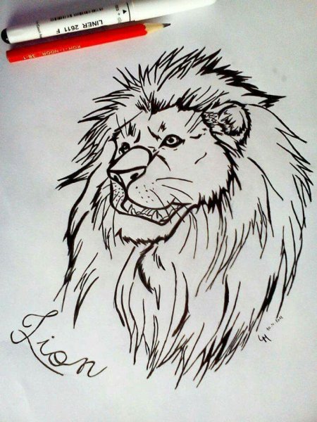 Рисунок Льва для срисовки