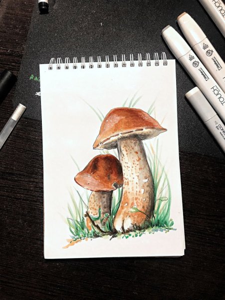 Грибы скетч маркерами