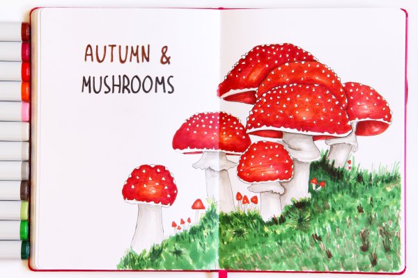 «Грибы для белки» (Комарова, с.36)