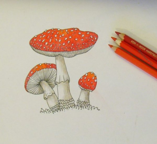 Дом мухомор инди КИД