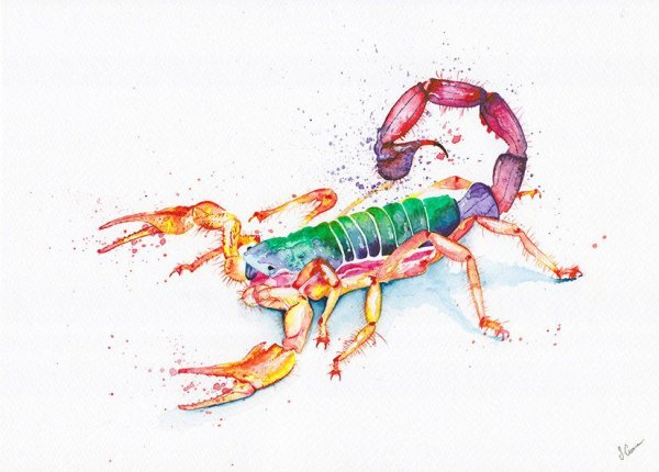 Скорпион картина