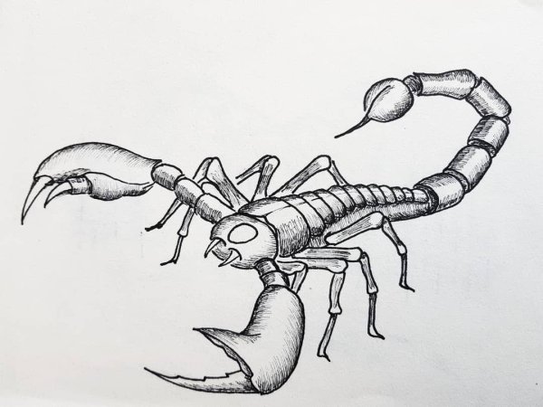 Скорпион карандашом