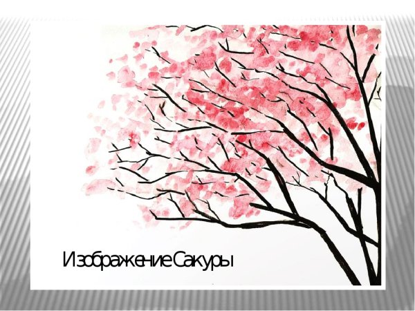 Пошаговый рисунок Сакуры