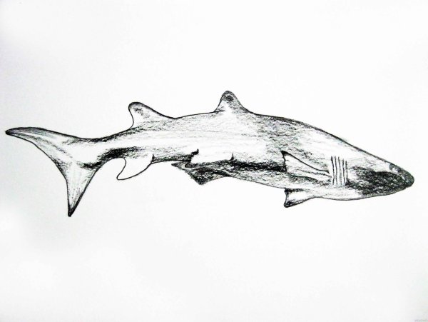 Графическая акула