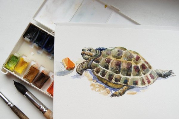 Черепаха маркерами