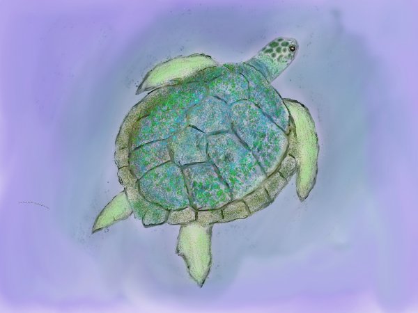 Рисунки черепахи для срисовки