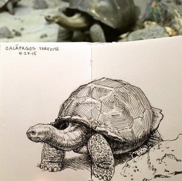 Скетчи черепах