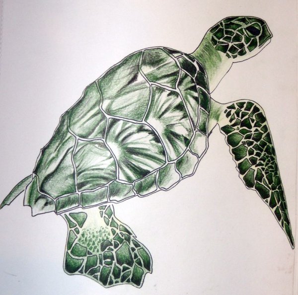 Креативный эскиз черепахи