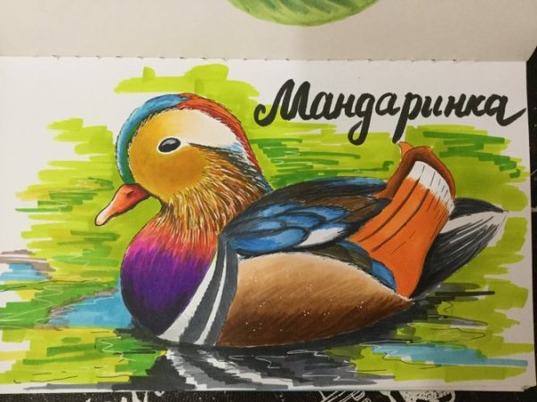 Утки мандаринки раскраска