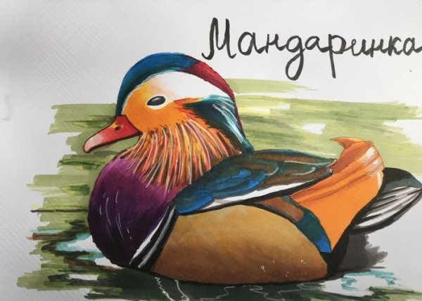 Рисунок утки мандаринки