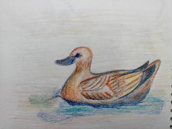 Утка фломастерами