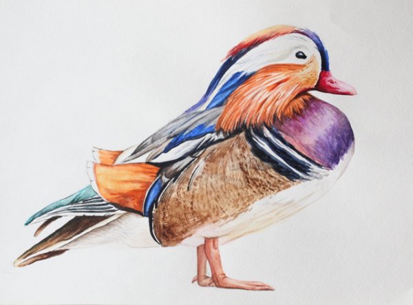 Утки мандаринки акварель