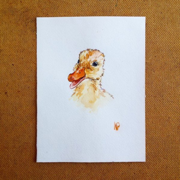 Утенок рисунок акварелью