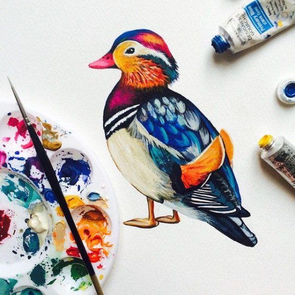 Декоративные птицы гуашь