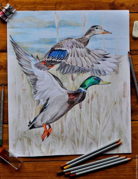 Селезень цветными карандашами