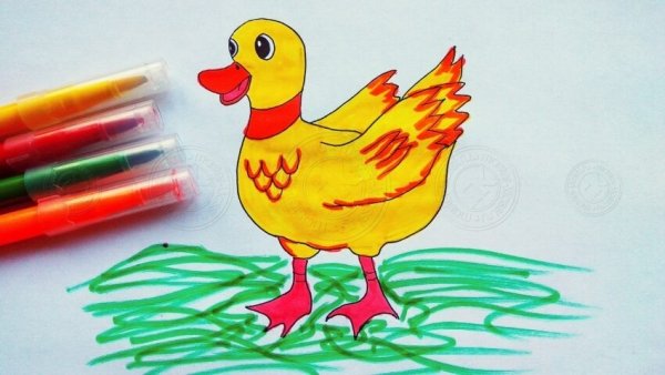 Красивый рисунок уточки для детей красками