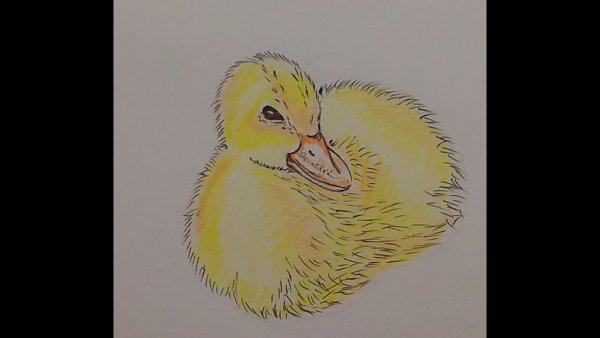 Красивые рисуночки мини уточки