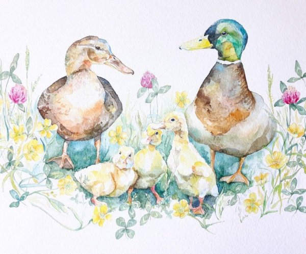 Утка селезень утенок акварелью