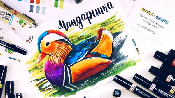 Рисунки маркерами птицы