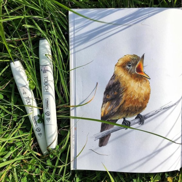 Снегирь скетч маркерами