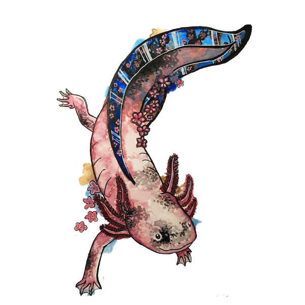 Аксолотль скетч