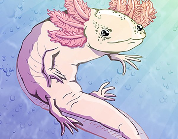 Аксолотль мимимишный