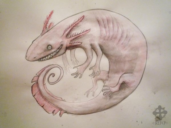 Аксолотль скетч