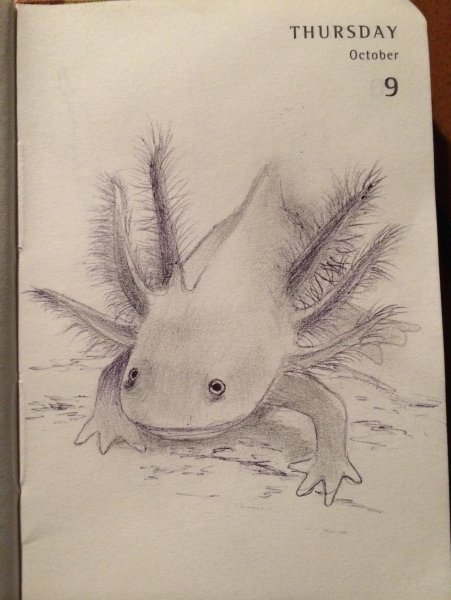 Аксолотль розовый арт