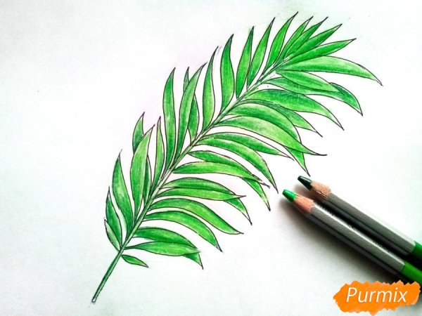 Листья растения фломастером для детей