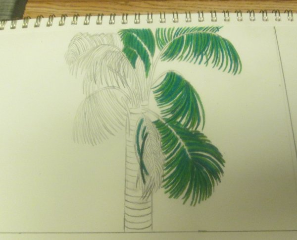 Листья пальмы карандашом