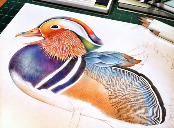 Рисунки цветными карандашами