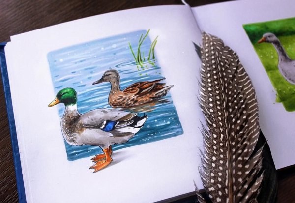 Утка скетч маркерами