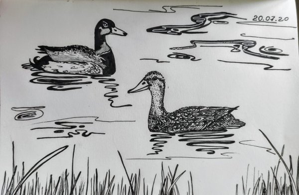 Уточка нарисовать маркерами