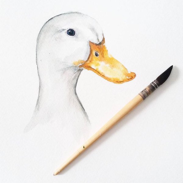 Утка рисунок реалистичный