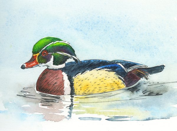 Рисунок утки лалафанфан